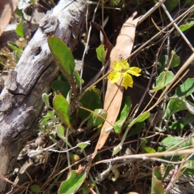 Goodenia hederacea subsp. hederacea (Ivy Goodenia, Forest Goodenia) at Bombay, NSW - 28 Oct 2023 by MatthewFrawley