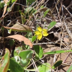 Goodenia hederacea subsp. hederacea at Bombay, NSW - 28 Oct 2023 03:22 PM