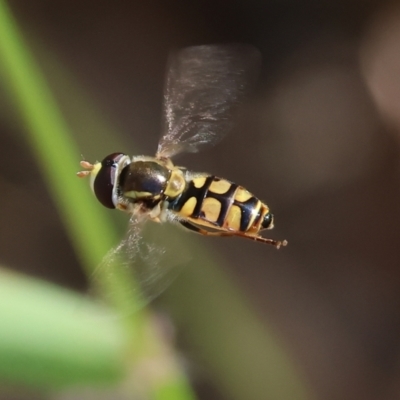 Simosyrphus grandicornis (Common hover fly) at Wodonga - 27 Oct 2023 by KylieWaldon