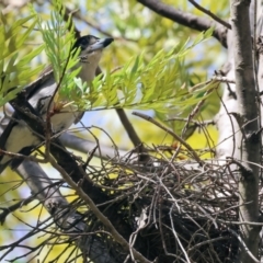 Cracticus torquatus (Grey Butcherbird) at Bandiana, VIC - 28 Oct 2023 by KylieWaldon