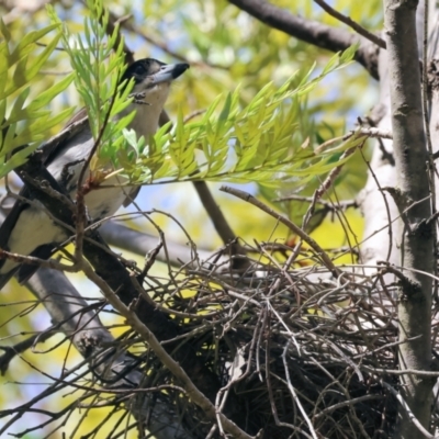 Cracticus torquatus (Grey Butcherbird) at Wodonga - 27 Oct 2023 by KylieWaldon
