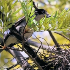 Cracticus torquatus at Bandiana, VIC - 28 Oct 2023