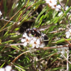 Eumeninae (subfamily) (Unidentified Potter wasp) at QPRC LGA - 28 Oct 2023 by MatthewFrawley