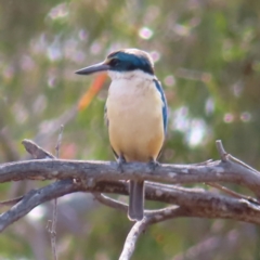 Todiramphus sanctus (Sacred Kingfisher) at QPRC LGA - 28 Oct 2023 by MatthewFrawley