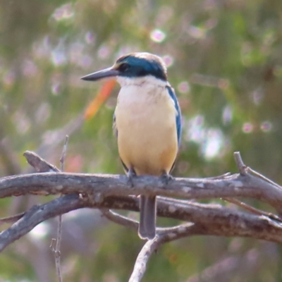 Todiramphus sanctus (Sacred Kingfisher) at Bombay, NSW - 28 Oct 2023 by MatthewFrawley