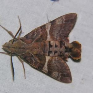 Macroglossum errans at Sheldon, QLD - suppressed