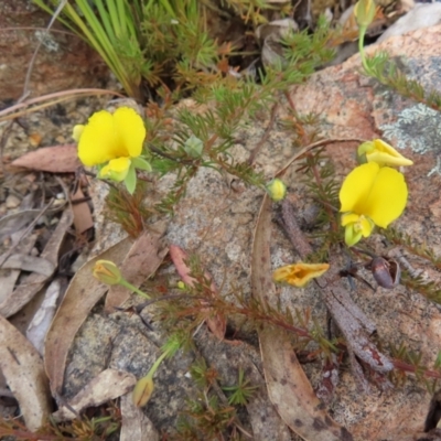 Gompholobium minus (Dwarf Wedge Pea) at QPRC LGA - 28 Oct 2023 by MatthewFrawley