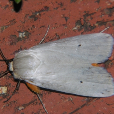 Maroga melanostigma (Pecan Stem Girdler) at Sheldon, QLD - 12 Oct 2007 by PJH123