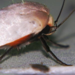 Maroga melanostigma at Sheldon, QLD - suppressed