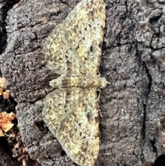 Chloroclystis (genus) (A geometer moth) at Corroboree Park - 28 Oct 2023 by Pirom