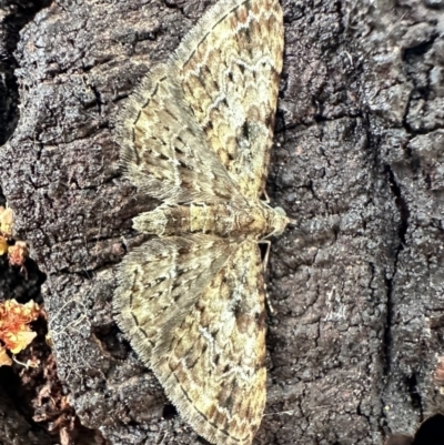 Chloroclystis (genus) (A geometer moth) at Corroboree Park - 28 Oct 2023 by Pirom