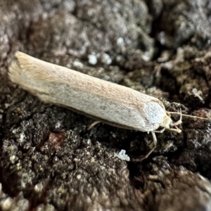 Philobota mathematica group undescribed species. at Ainslie, ACT - 28 Oct 2023 05:16 PM