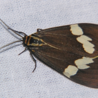 Nyctemera amicus (Senecio Moth, Magpie Moth, Cineraria Moth) at Sheldon, QLD - 12 Oct 2007 by PJH123