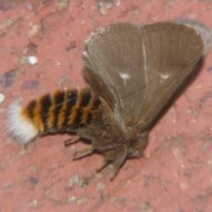 Ochrogaster lunifer (Bag-shelter moth) at Sheldon, QLD - 12 Oct 2007 by PJH123