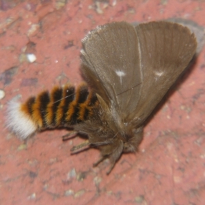 Ochrogaster lunifer at Sheldon, QLD - suppressed