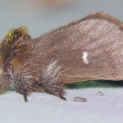 Ochrogaster lunifer (Bag-shelter moth) at Sheldon, QLD - 12 Oct 2007 by PJH123