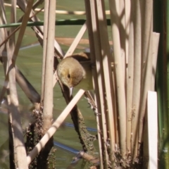 Acrocephalus australis (Australian Reed-Warbler) at Bonython, ACT - 28 Oct 2023 by RodDeb