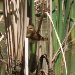 Acrocephalus australis at Bonython, ACT - 28 Oct 2023