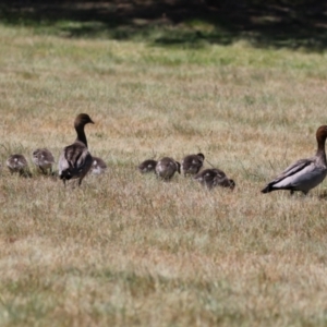 Chenonetta jubata at Bonython, ACT - 28 Oct 2023