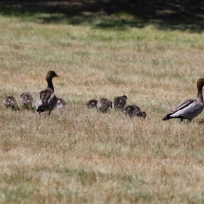 Chenonetta jubata (Australian Wood Duck) at Bonython, ACT - 28 Oct 2023 by RodDeb