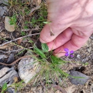 Viola betonicifolia subsp. betonicifolia at Bungendore, NSW - suppressed