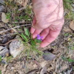 Viola betonicifolia subsp. betonicifolia at Bungendore, NSW - 28 Oct 2023