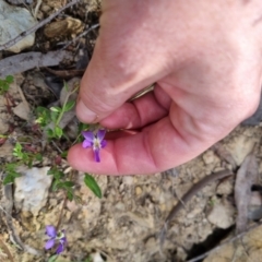 Viola betonicifolia subsp. betonicifolia at Bungendore, NSW - 28 Oct 2023