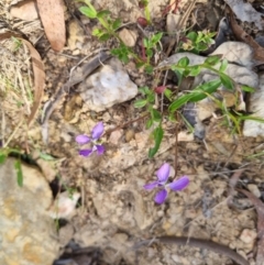 Viola betonicifolia subsp. betonicifolia at Bungendore, NSW - suppressed