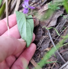 Viola betonicifolia subsp. betonicifolia at Bungendore, NSW - suppressed