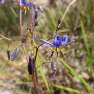 Dianella revoluta var. revoluta (Black-Anther Flax Lily) at Bombay, NSW - 28 Oct 2023 by MatthewFrawley