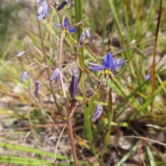 Dianella revoluta var. revoluta at Bombay, NSW - 28 Oct 2023 03:27 PM