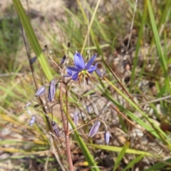 Dianella revoluta var. revoluta at Bombay, NSW - 28 Oct 2023 03:27 PM