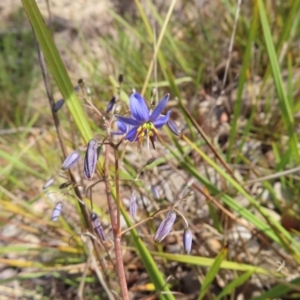 Dianella revoluta var. revoluta at Bombay, NSW - 28 Oct 2023 03:27 PM