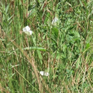 Pieris rapae at Bonython, ACT - 28 Oct 2023