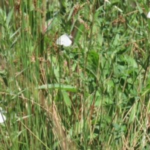 Pieris rapae at Bonython, ACT - 28 Oct 2023