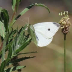 Pieris rapae at Bonython, ACT - 28 Oct 2023