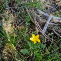 Ranunculus lappaceus (Australian Buttercup) at QPRC LGA - 28 Oct 2023 by clarehoneydove