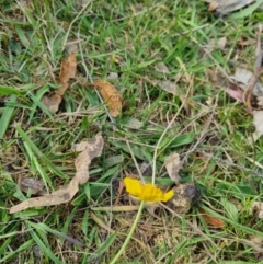 Ranunculus lappaceus at Bungendore, NSW - suppressed