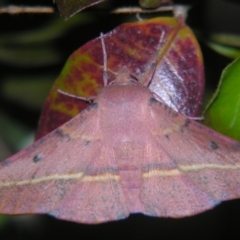 Oenochroma vinaria (Pink-bellied Moth, Hakea Wine Moth) at Sheldon, QLD - 12 Oct 2007 by PJH123