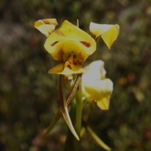 Diuris sulphurea at Rendezvous Creek, ACT - suppressed