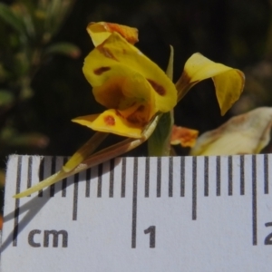 Diuris sulphurea at Rendezvous Creek, ACT - suppressed