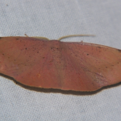 Onycodes rubra (A Geometer moth (Oenochrominae)) at Sheldon, QLD - 12 Oct 2007 by PJH123