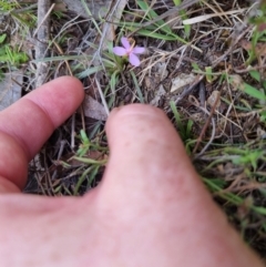 Stylidium graminifolium (grass triggerplant) at Bungendore, NSW - 28 Oct 2023 by clarehoneydove