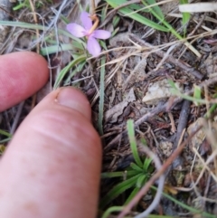 Stylidium graminifolium at Bungendore, NSW - suppressed