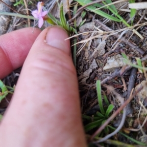 Stylidium graminifolium at Bungendore, NSW - suppressed