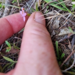 Stylidium graminifolium at Bungendore, NSW - suppressed