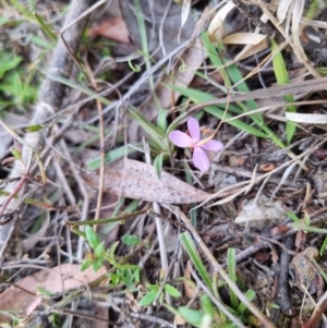 Stylidium graminifolium at Bungendore, NSW - suppressed