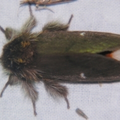 Ochrogaster lunifer (Bag-shelter moth) at Sheldon, QLD - 12 Oct 2007 by PJH123