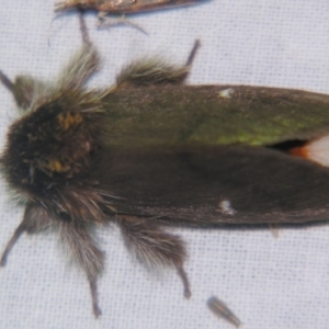 Ochrogaster lunifer at Sheldon, QLD - suppressed