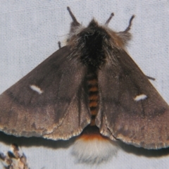 Ochrogaster lunifer at Sheldon, QLD - suppressed